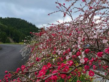 高川：お花見フットパス