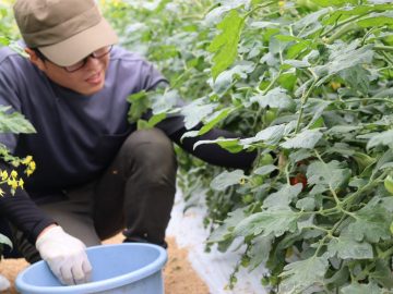 高川：トマトの収穫開始です！