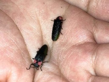 高川：ホタルよ、来い