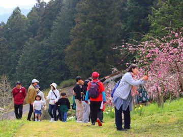 高川：桃まつり